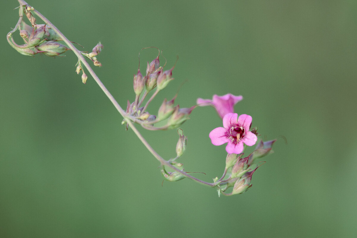soapwort_pink_0270