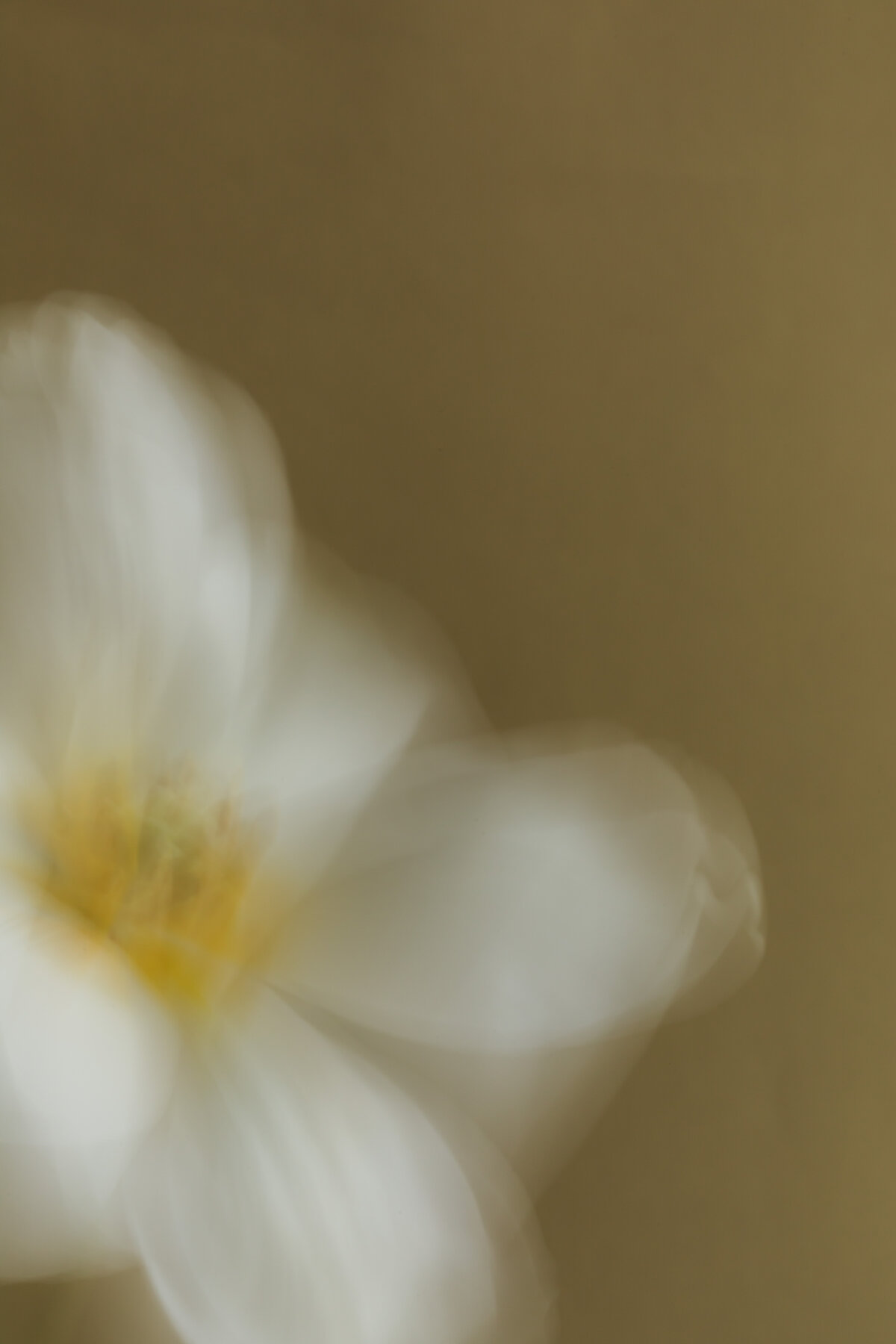 kaboompics_white-flowers-still-life-backgrounds-with-soft-natural-light-38571