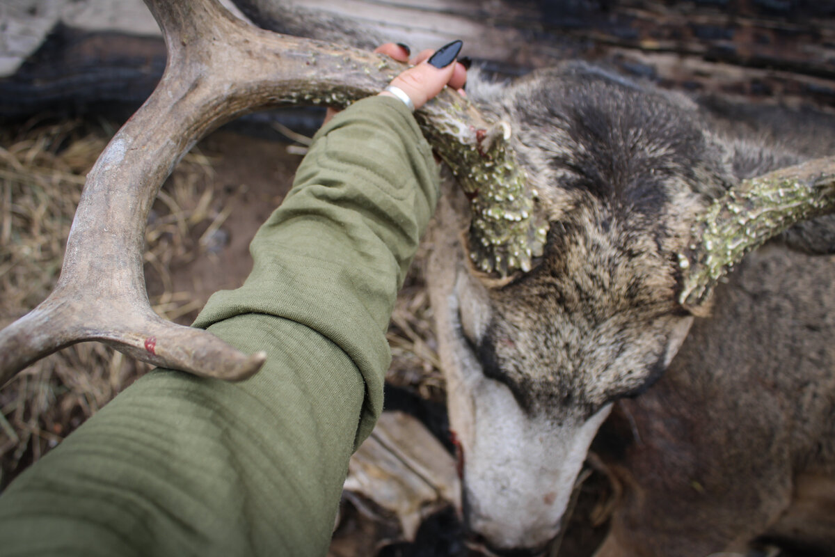 Cody Deer Hunt 25-horns
