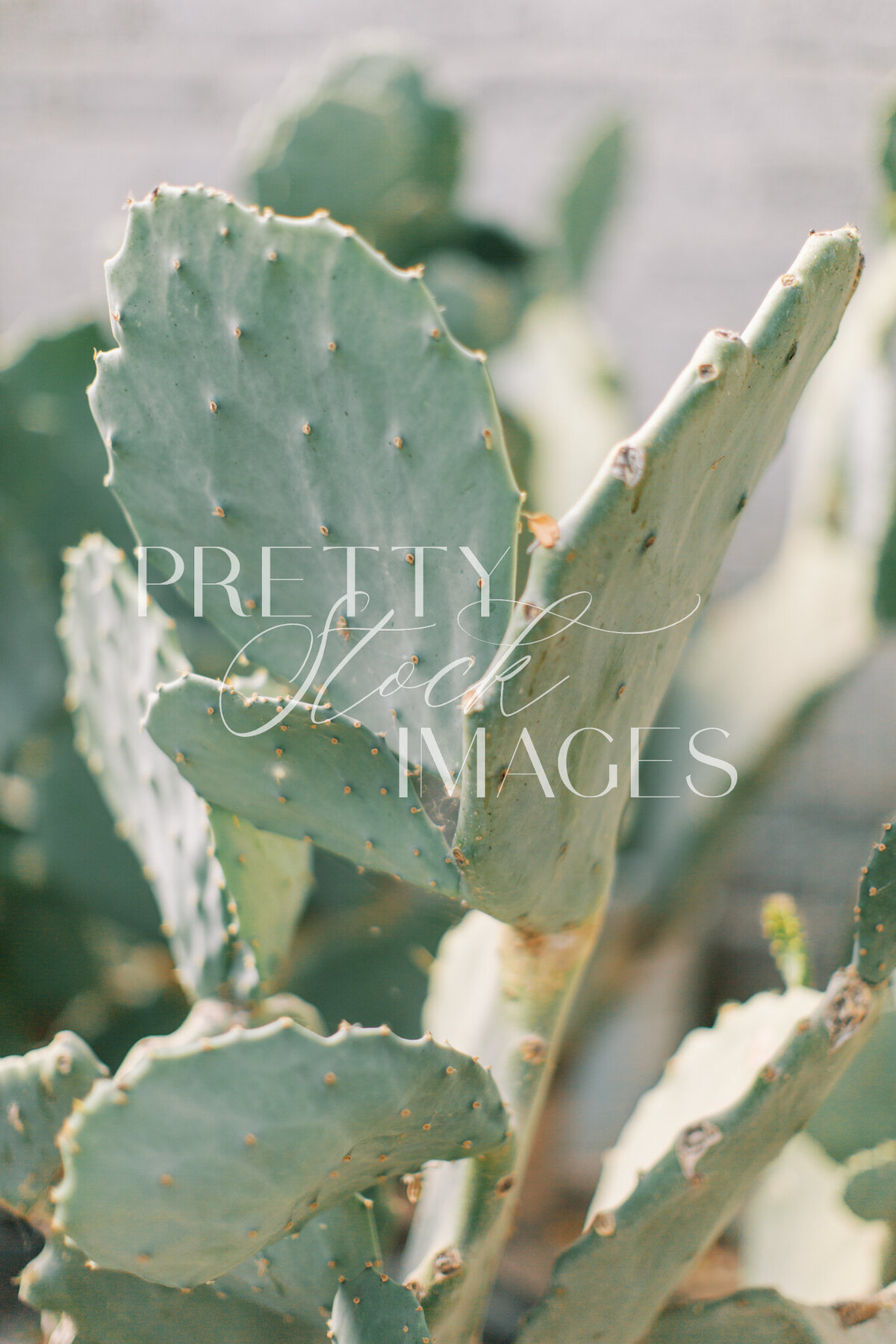 Pretty Stock Images - Mexico-18