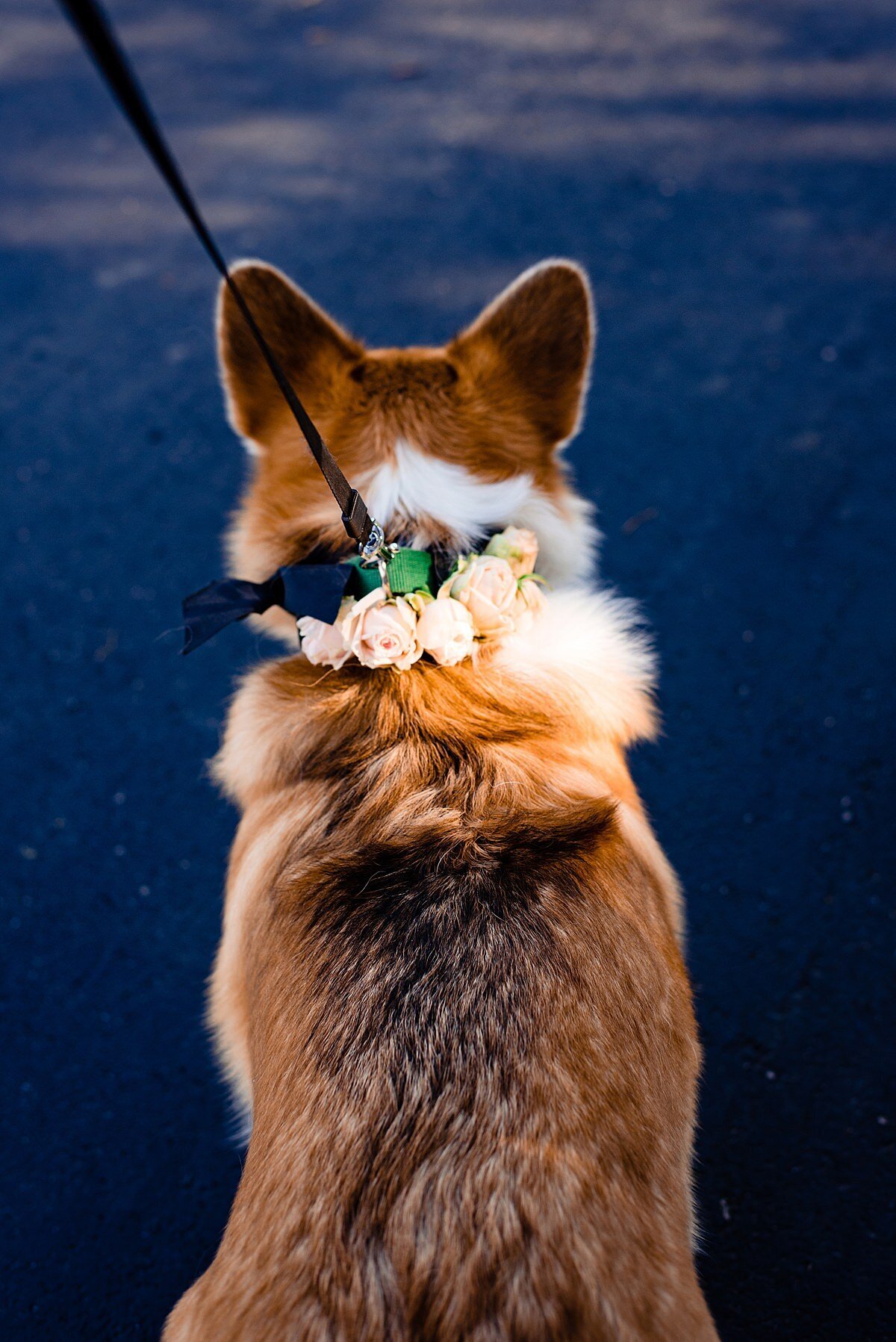 The dog of honor is facing away from the camera showing off his floral dog collar with peach roses and greenery.