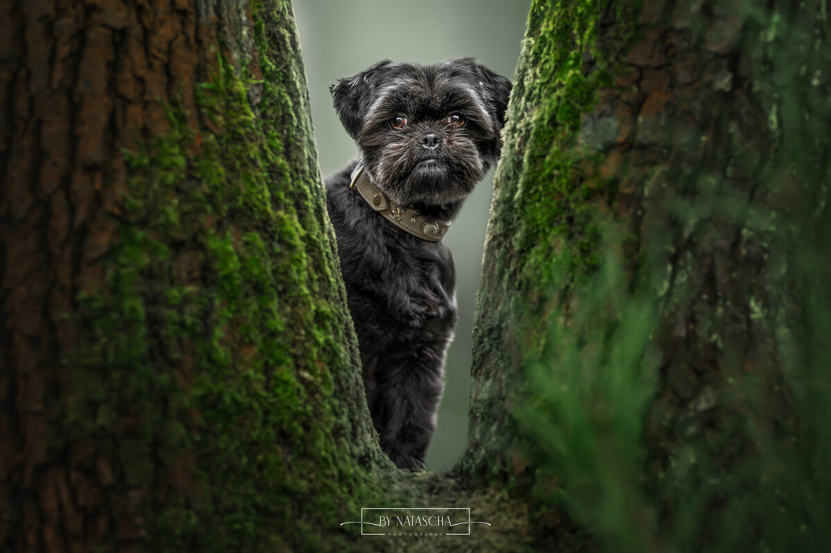 ByNataschaPhotography_Hondenshoot_10