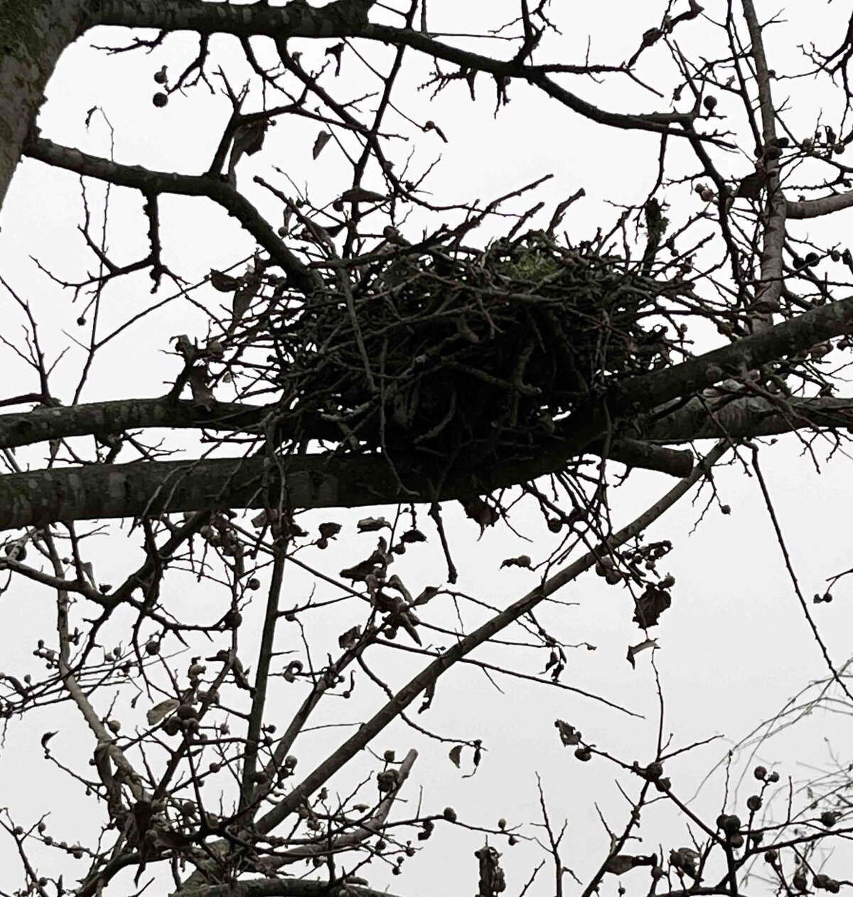 nest copy