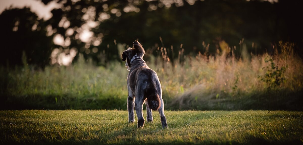 Portrait of a dog looking out into a field