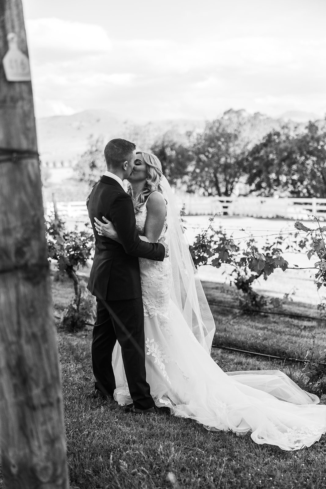 Black and white image of bride and groom kissing between rows of vines at Brindabella Hills Winery