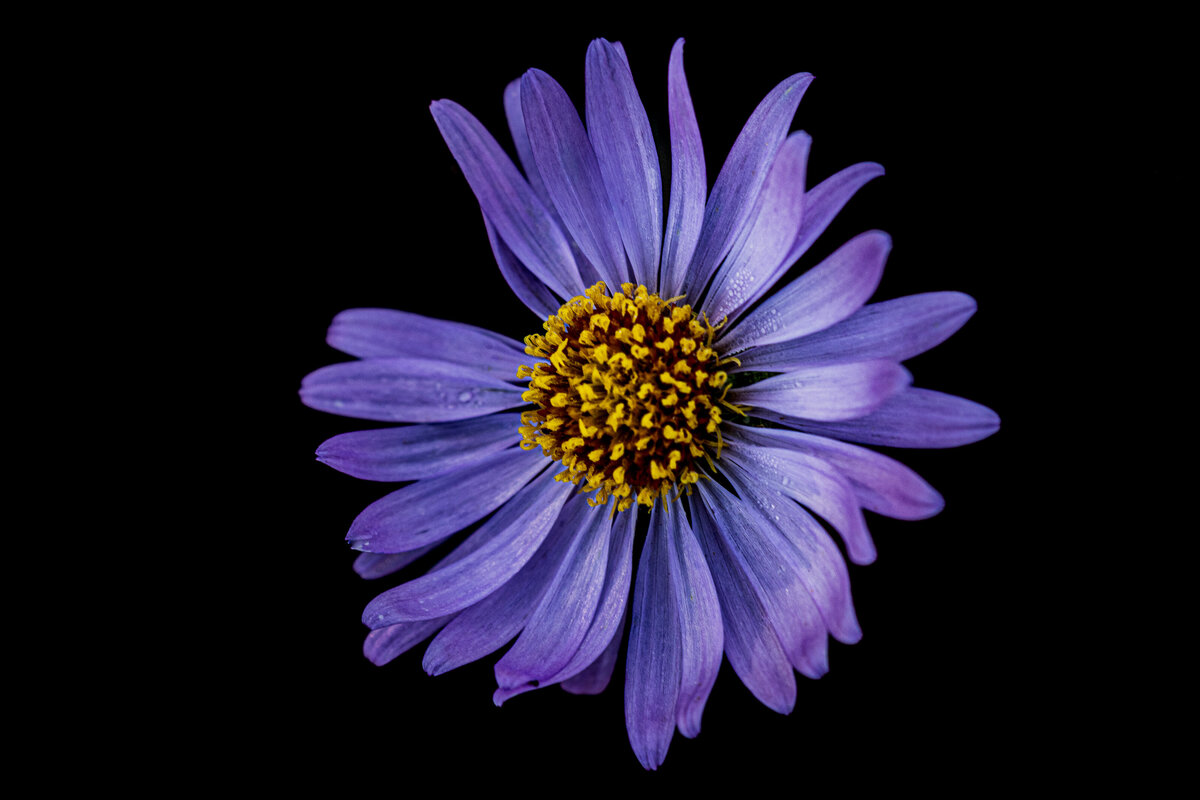 aspine_aster_0347_C1