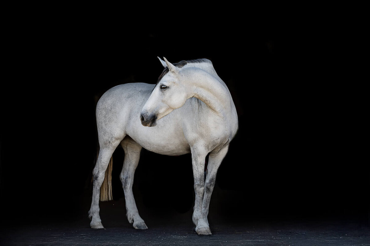 El-Paso-Texas-Black-Background-Horse-Photographer-005