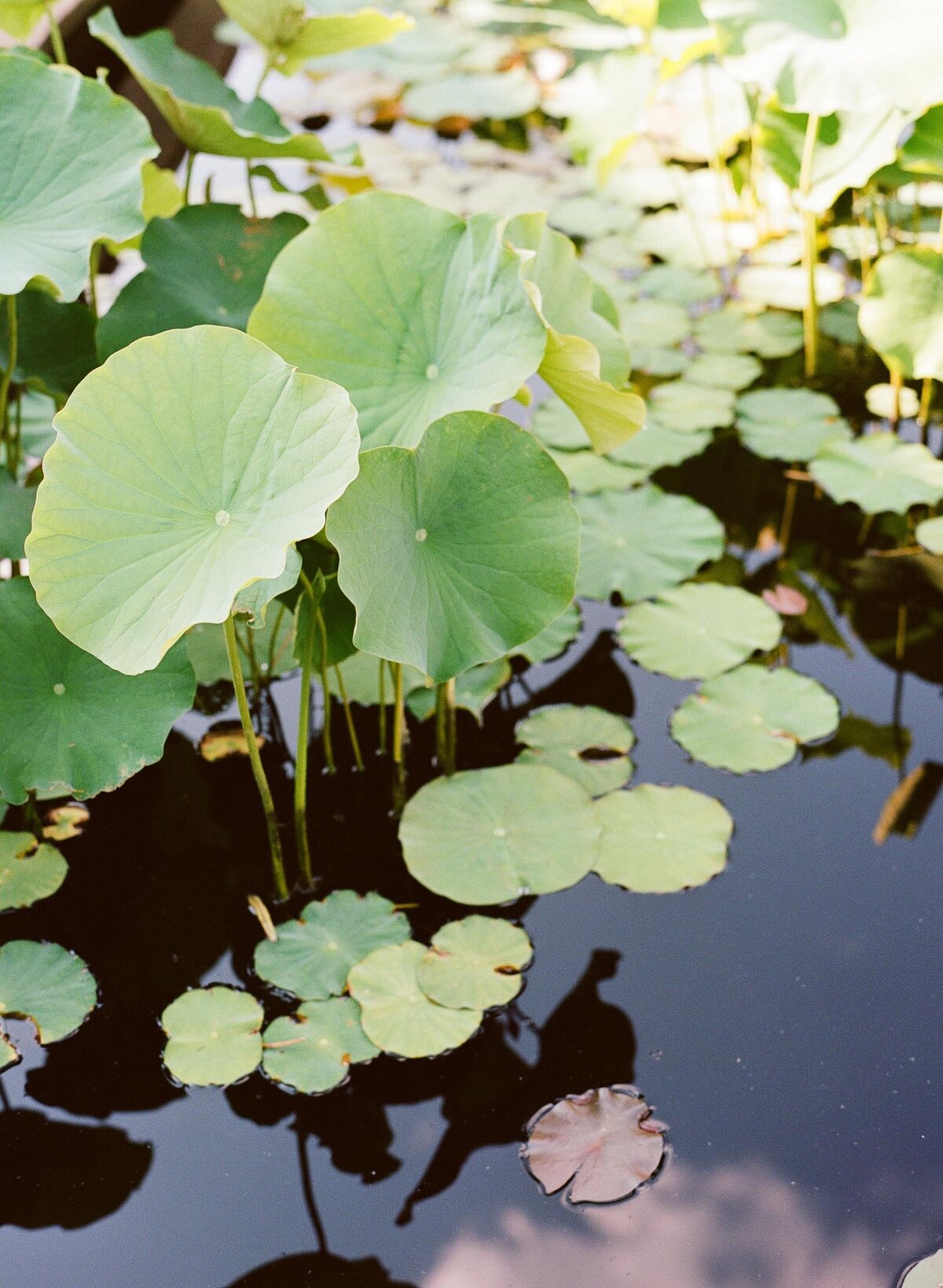 Atlanta-Botanical-Garden-Microwedding-26