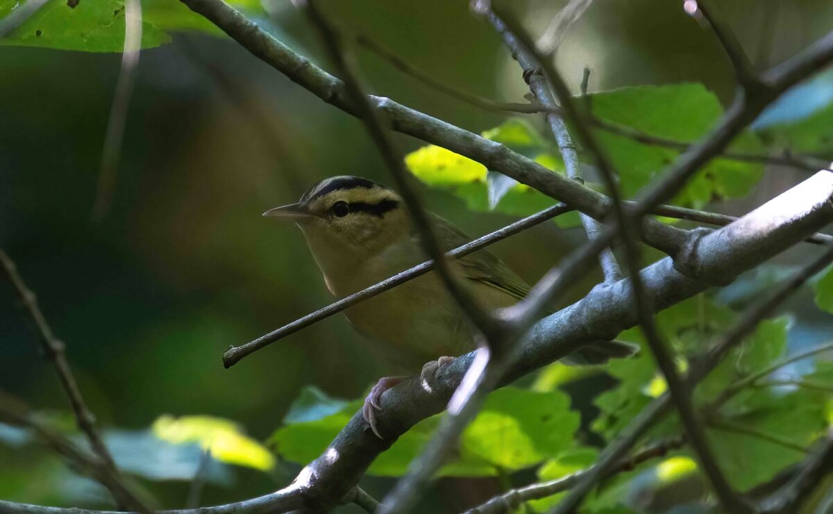 worm eating warbler 1.0-D