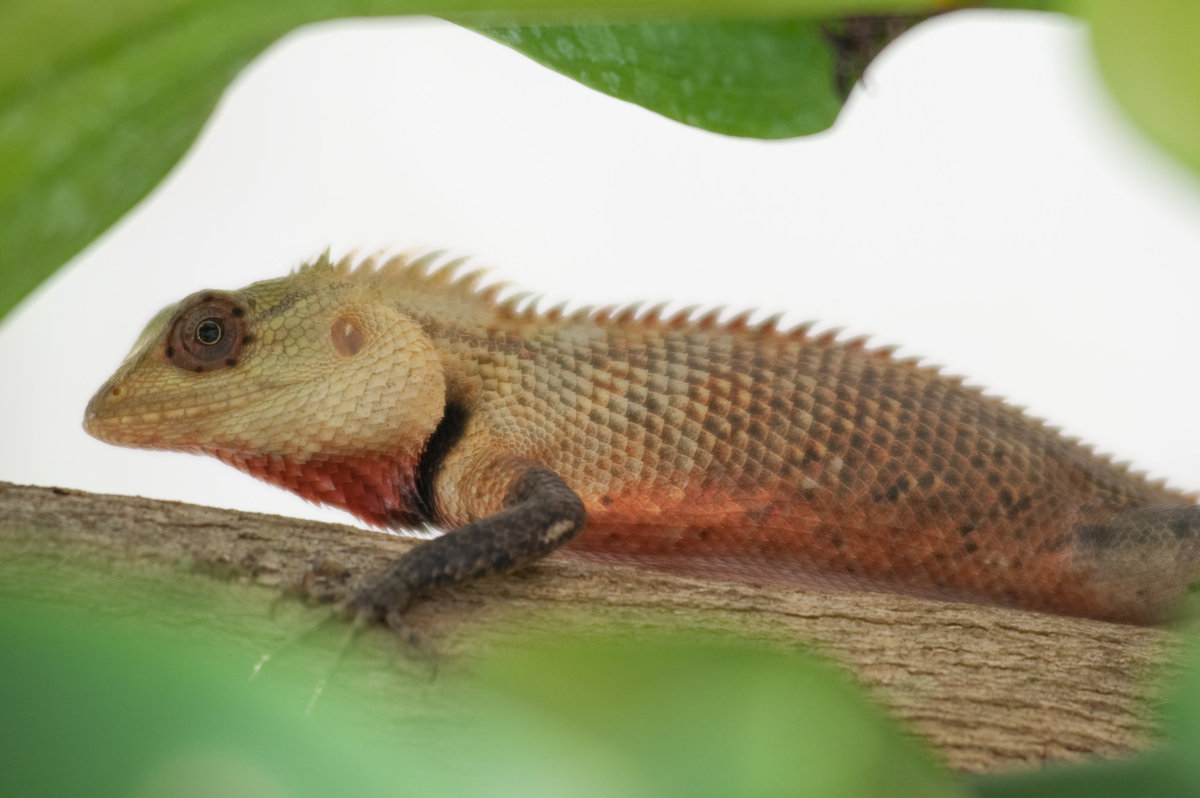 Common Gaarden Lizard - Sri Lanka DSC_8132-1-3