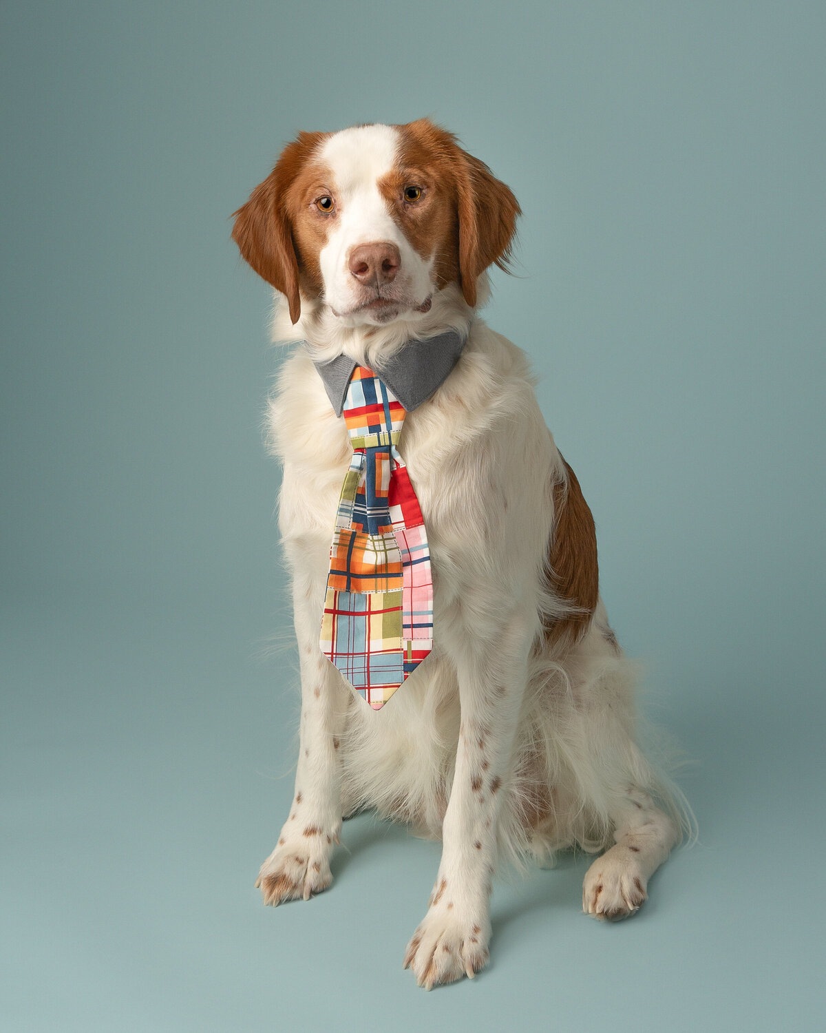 grey-bruce-owen-sound-photographer-pets-13