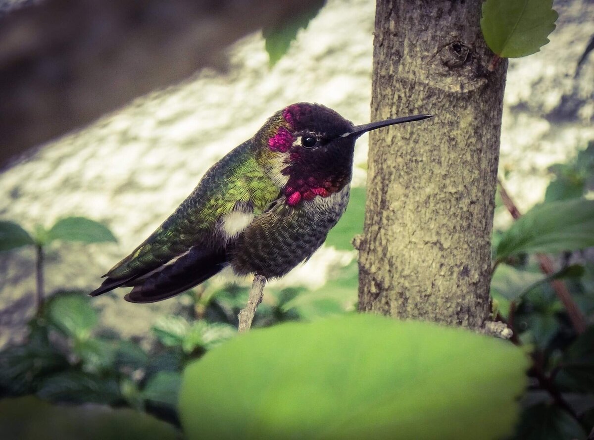 Part 3- Cerise Sitting Quietly in the Hummingbird Hedge.jpgCerise 3