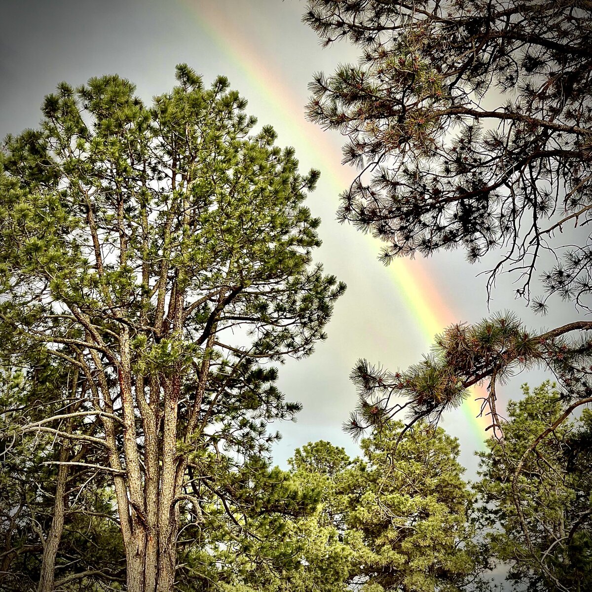 Black Forest Rainbow