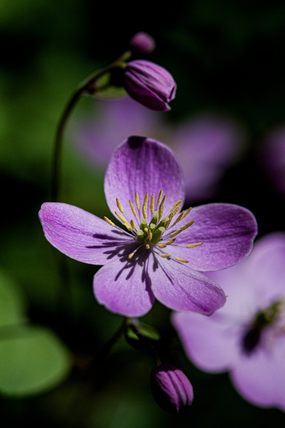 geranium_9749