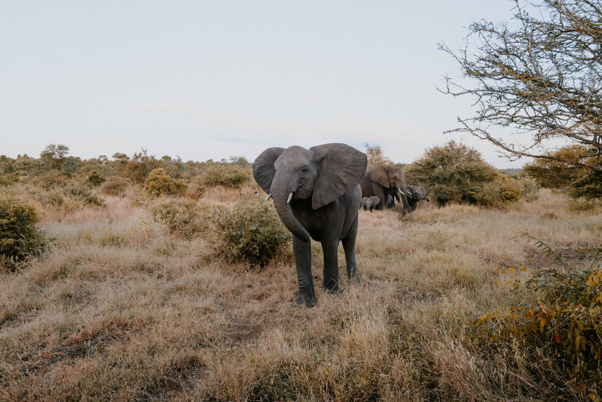 elephants-kruger-park-south-africa
