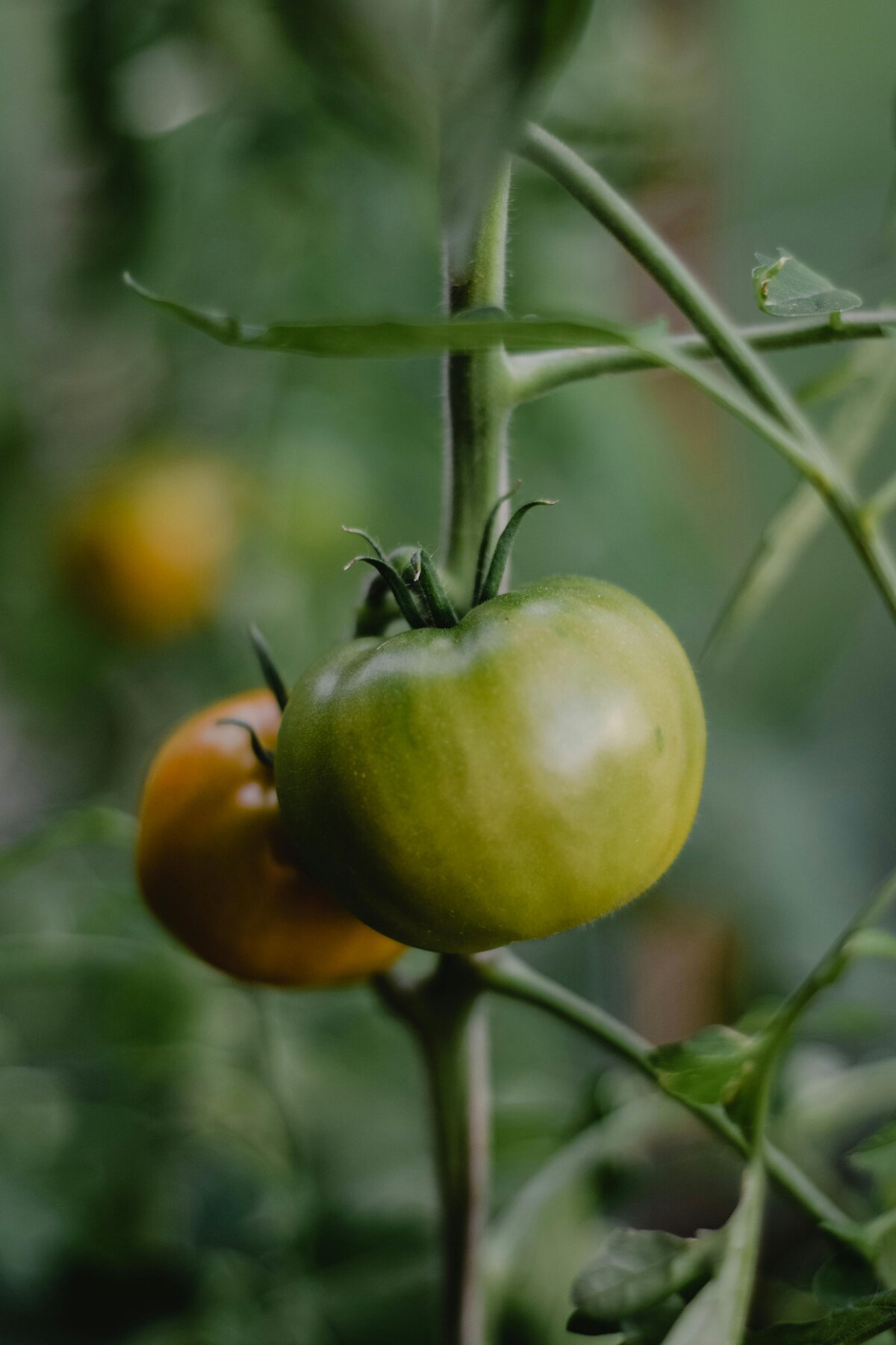 tomato branch 2