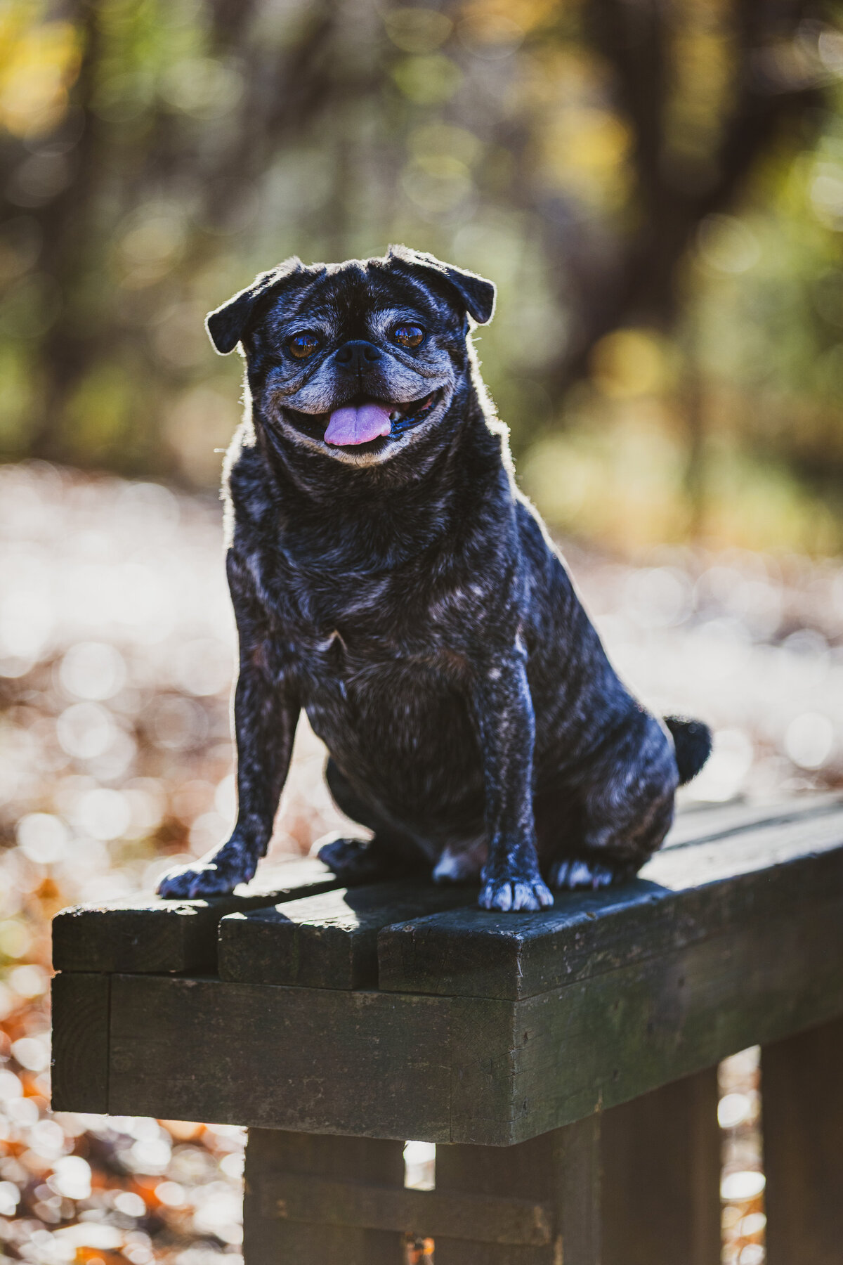 A brindle pug sitting on a bench smiling at the camera.