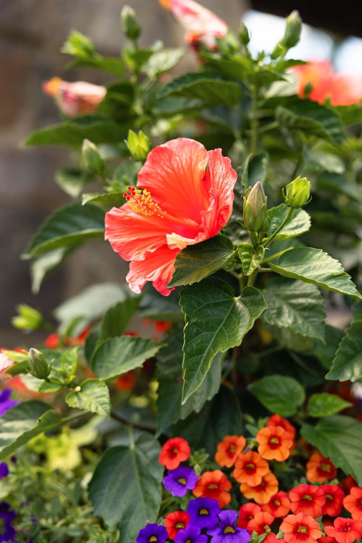 red-hibiscus-mixed-flower-container-garden-color-little-rock