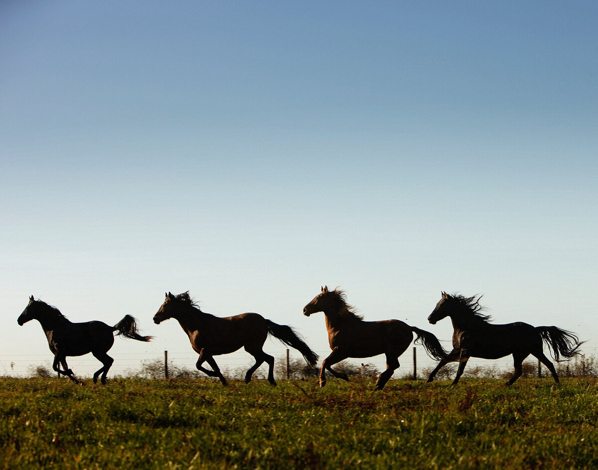 6 Horses Running