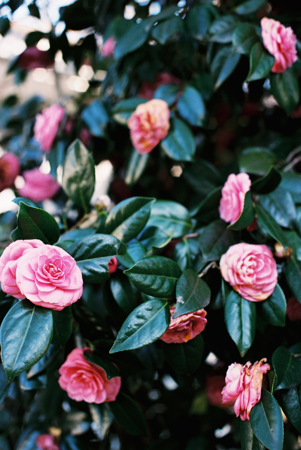 oceanport-new-jersey-jamie-shields-photography-1
