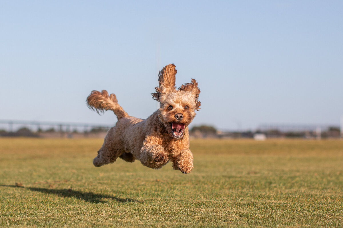 keilor_dog walker_6