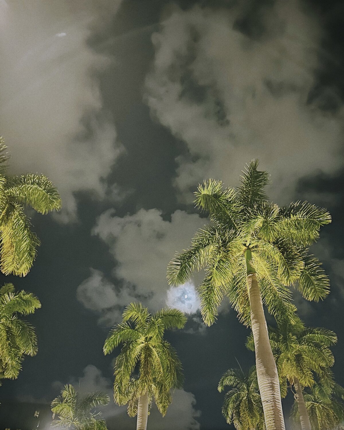 PALM TREES AT NIGHT