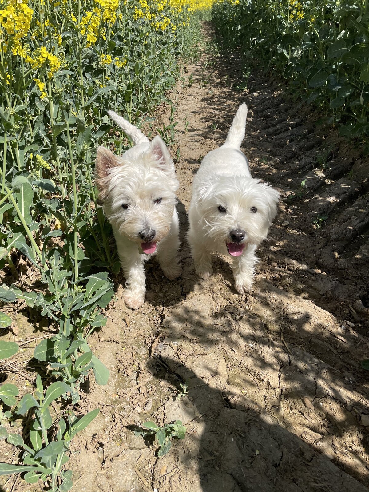Westies 