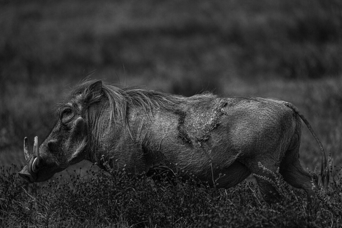 luxury-vacation-photographer-kirsten-lewis-arusha-tanzania024