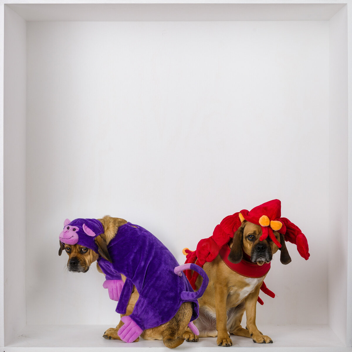 Two dogs in Halloween costumes in a white box