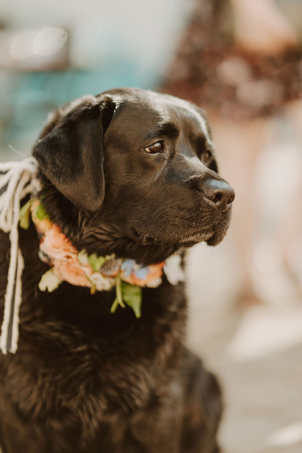 Black lab wearing a flower collar for a NJ wedding