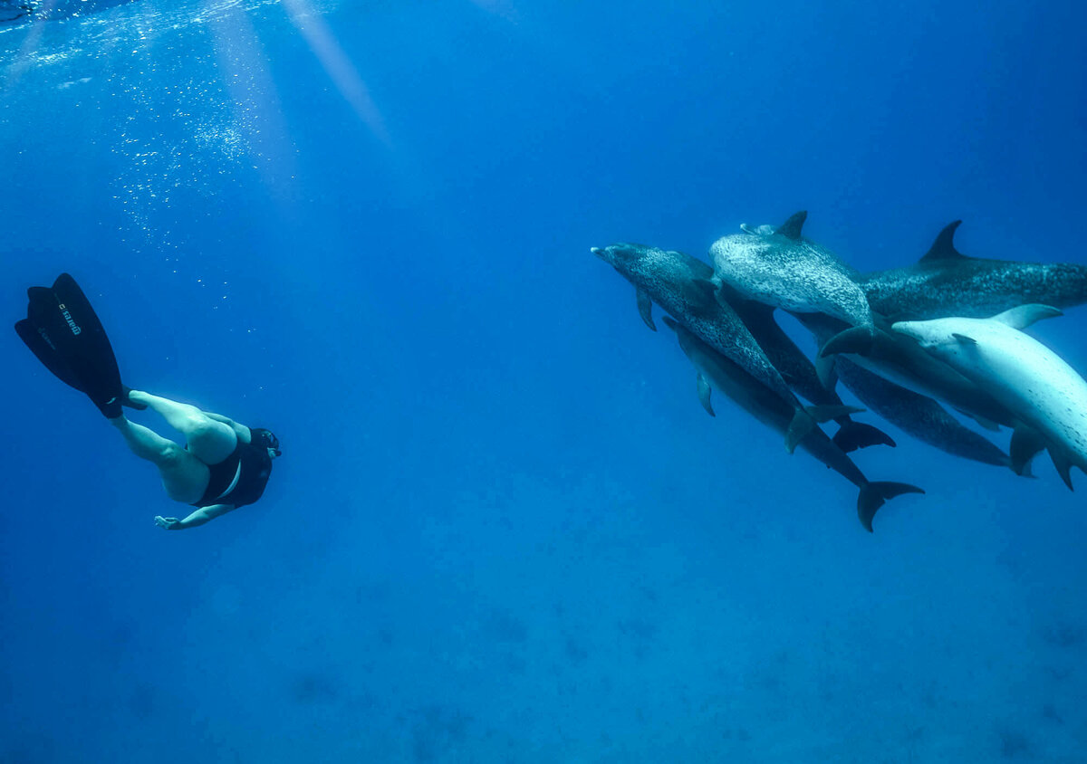 me and dolphins 2
