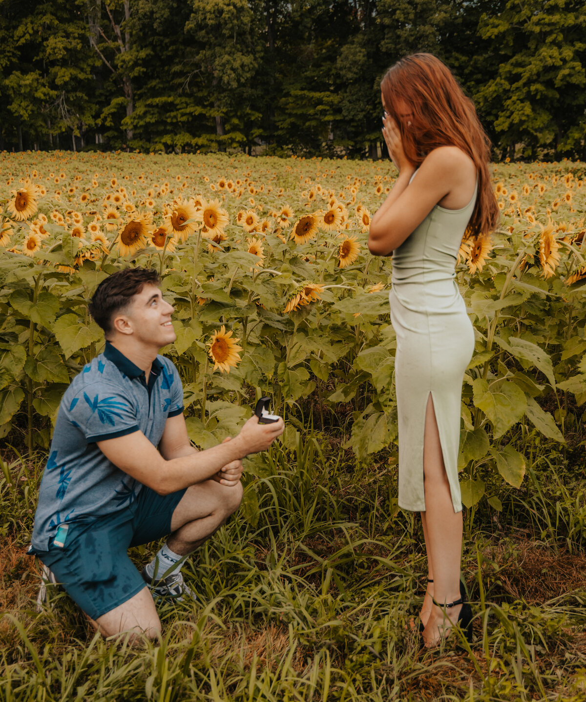sunflower-farm-proposal-coppal-house-farm