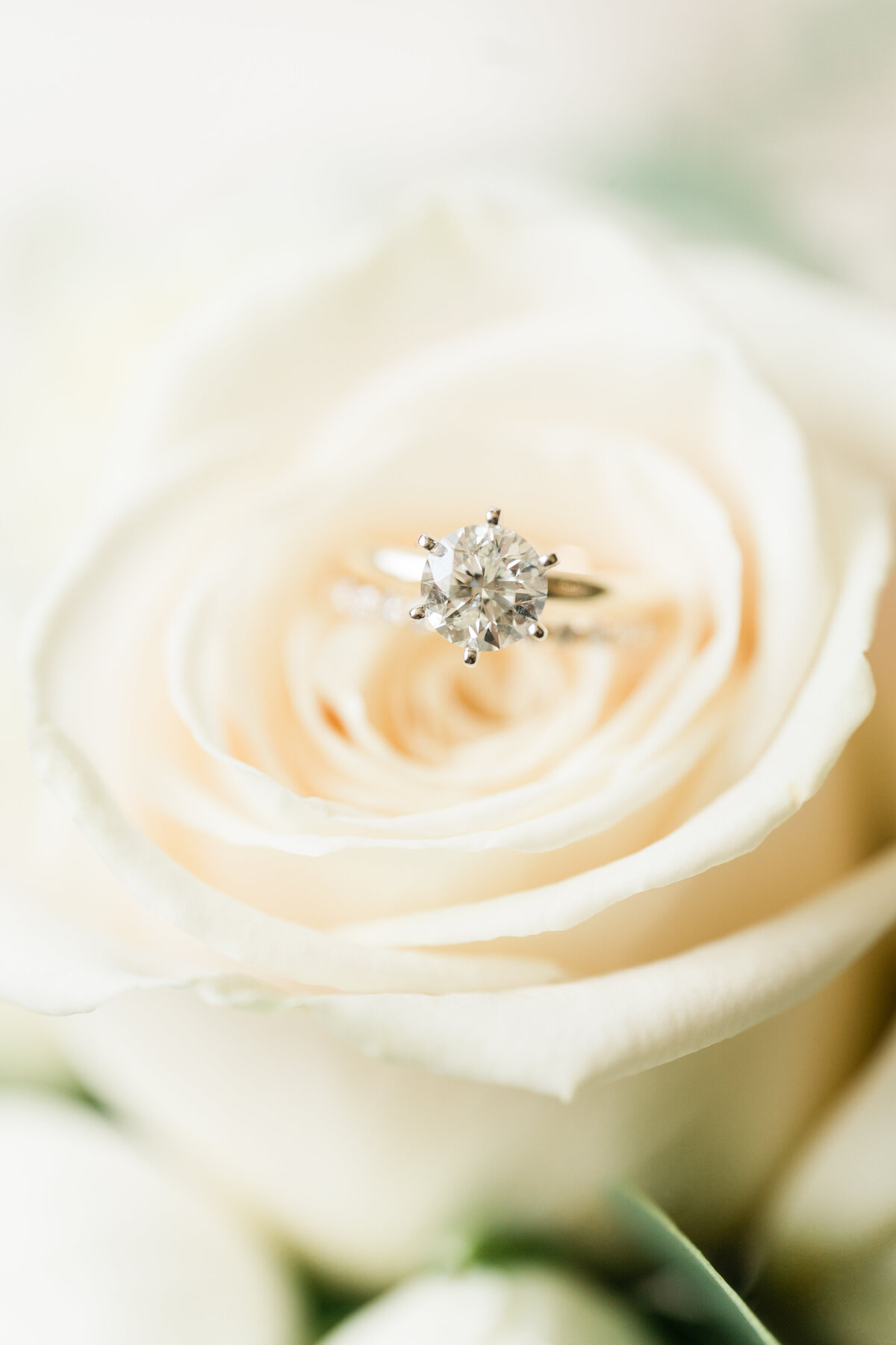 White rose with diamond ring