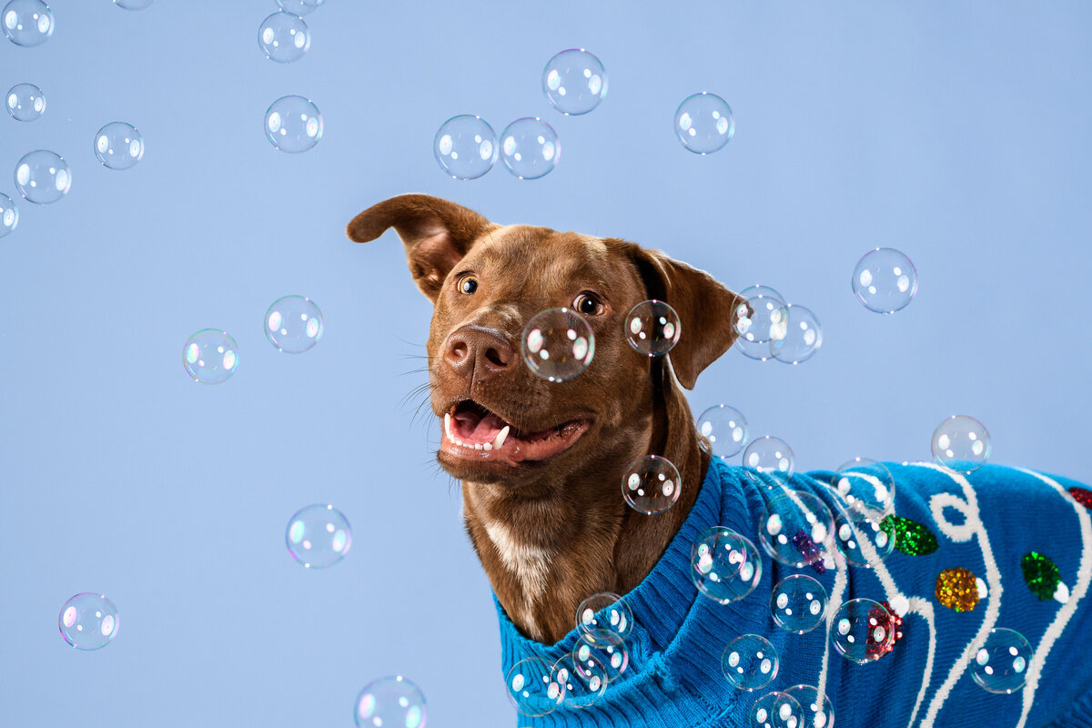 A brown dog in a blue sweater looks happily as bubbles floating around him on a light blue backdrop