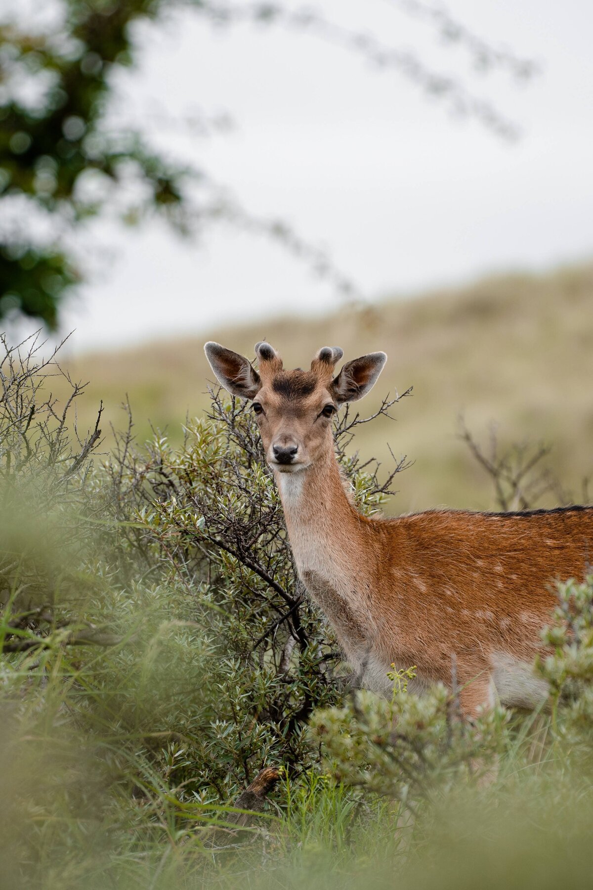 20210619_waterleidingduinen_ILCE-7M3_06697_color