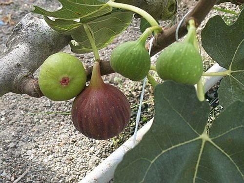 fig-fruits