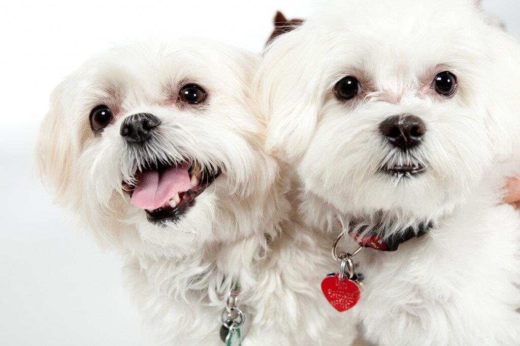 white dogs in a photo studio portrait