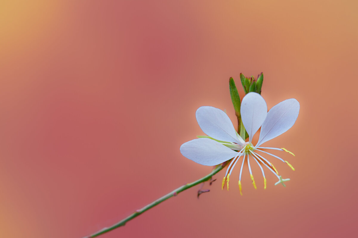 sparkle_white_4470