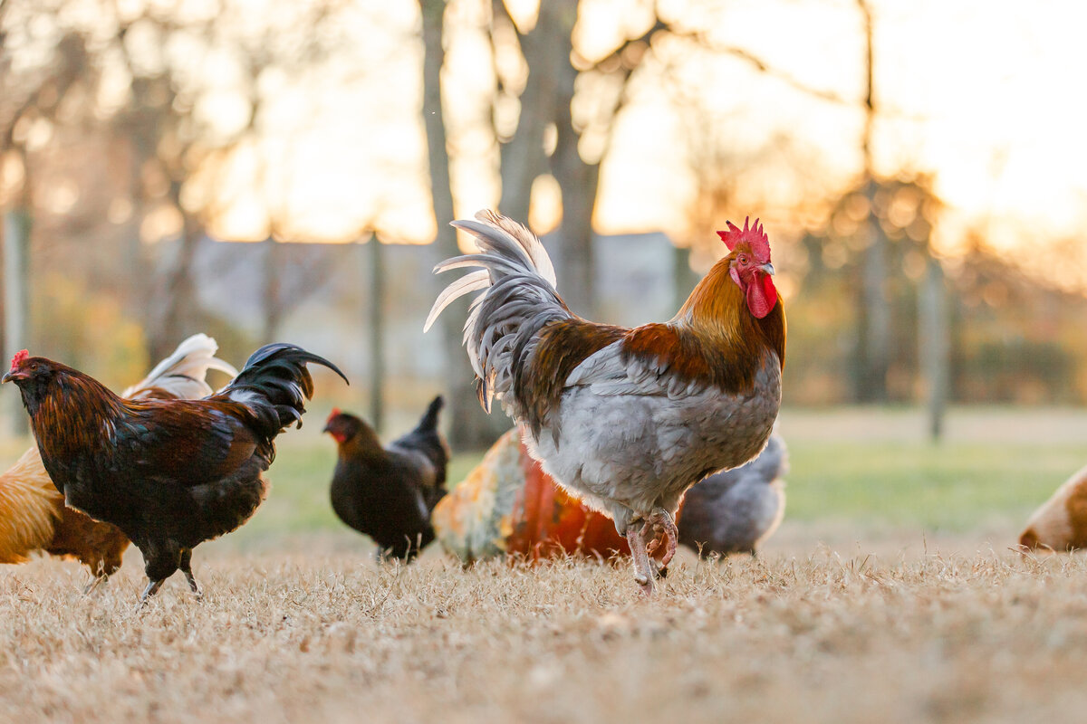 Chickens(11of13)