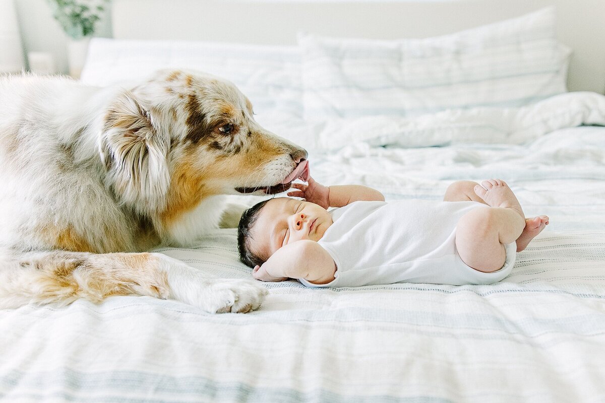 Baby and dog on bed during newborn photo session with Sara Sniderman Photography in Wayland Massachusetts