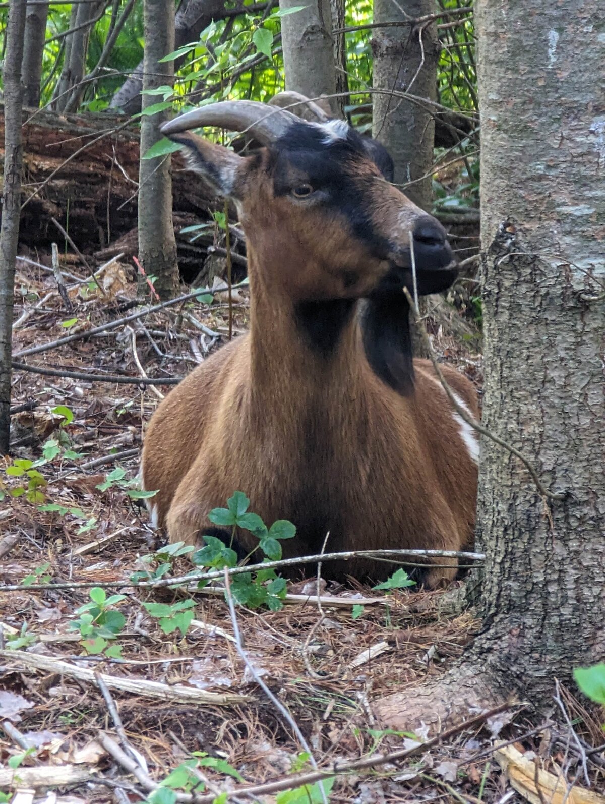Goat in woods