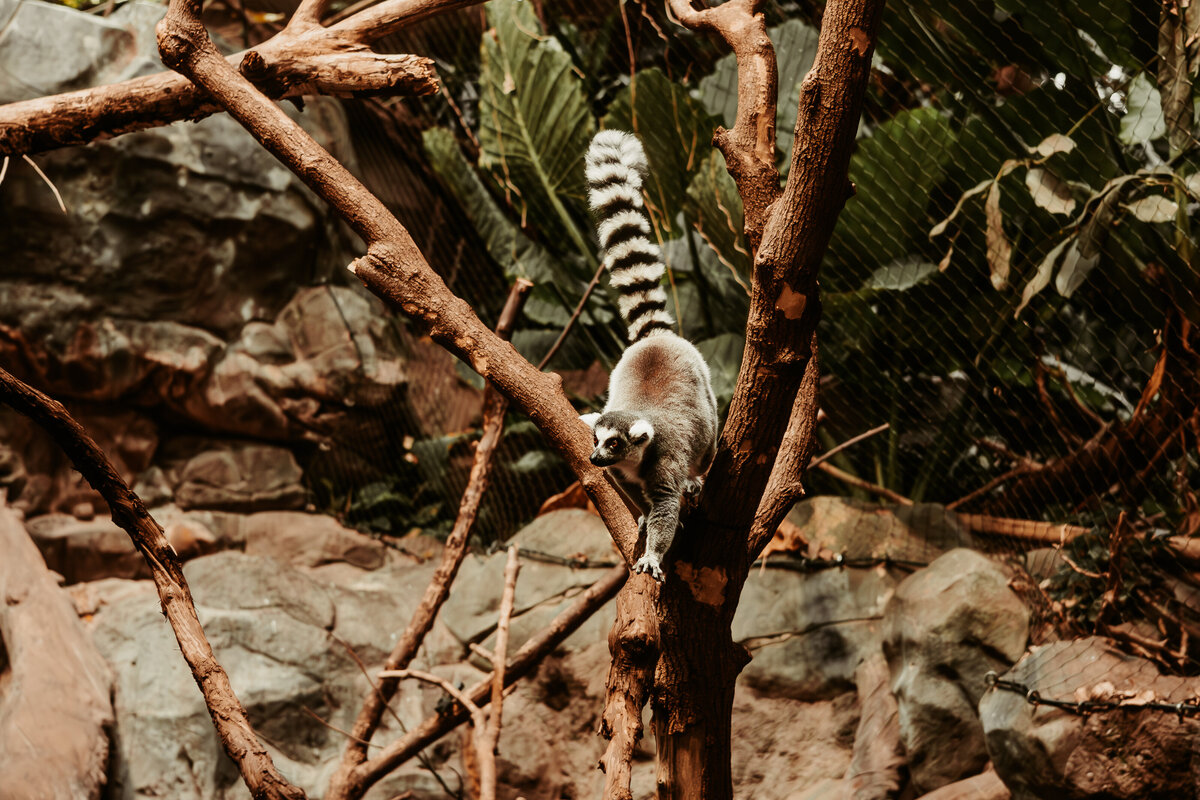 Ring Tailed Lemur