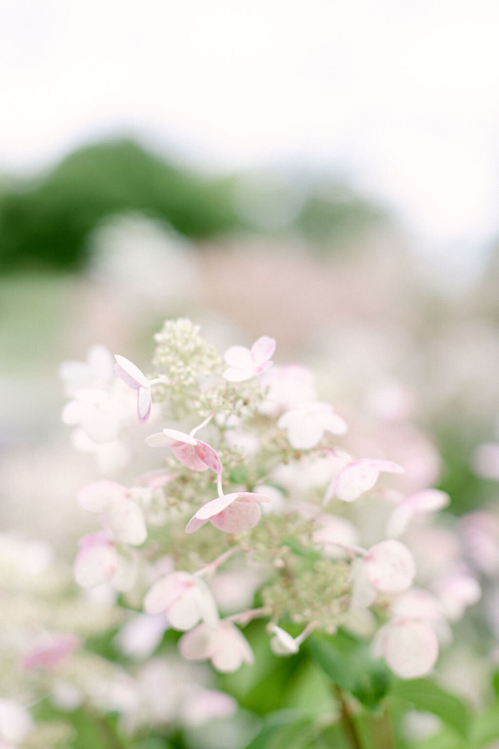 closeup detailed photo of white hydrangea