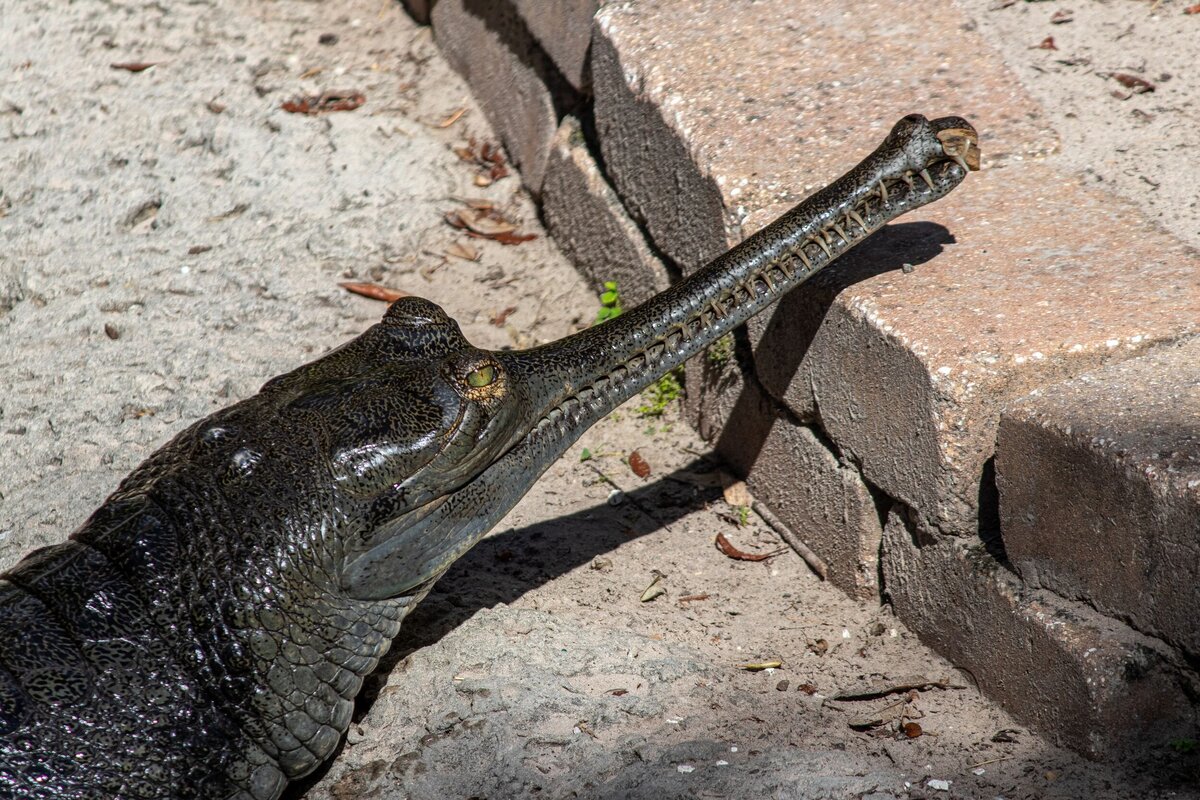 gharial-e86a7db6-2500