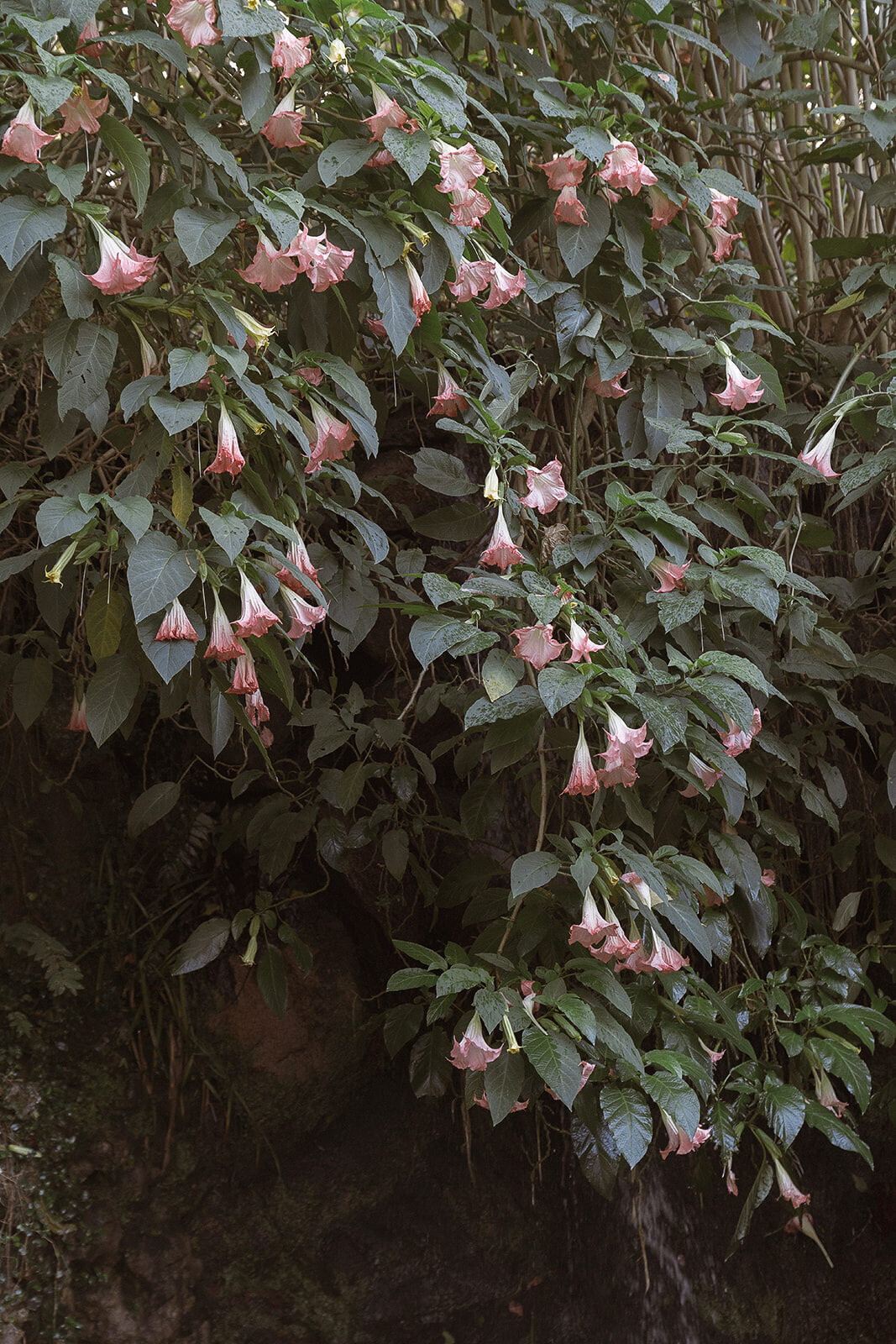 theresakelly-sintra-49