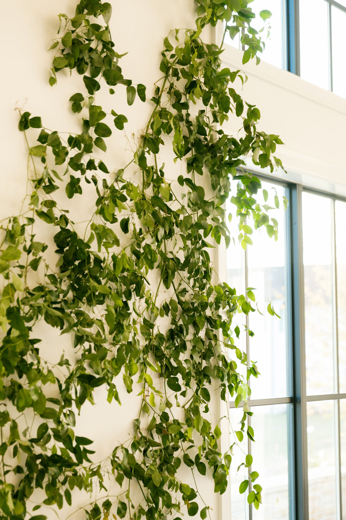 Close-up of lush greenery vines installed on a white wall for a natural wedding ceremony or reception backdrop with large windows.