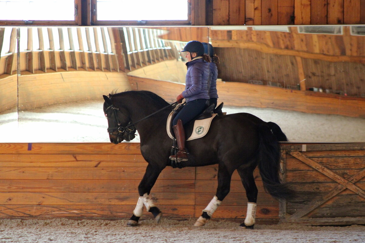 Samuel Kynynmont JP Dressage Canter at Home Sale Horse Dressage Training Lancaster PA 