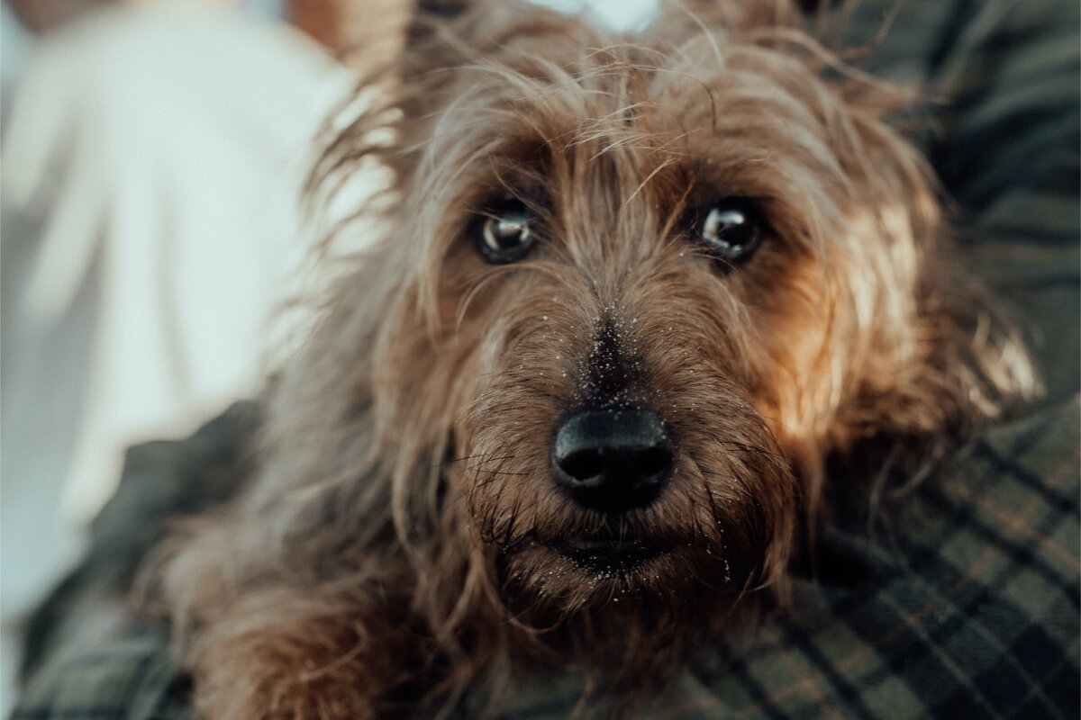 the-lifestyle-phodographer-perth-family-pet-photographer-legacy-end-of-life00009