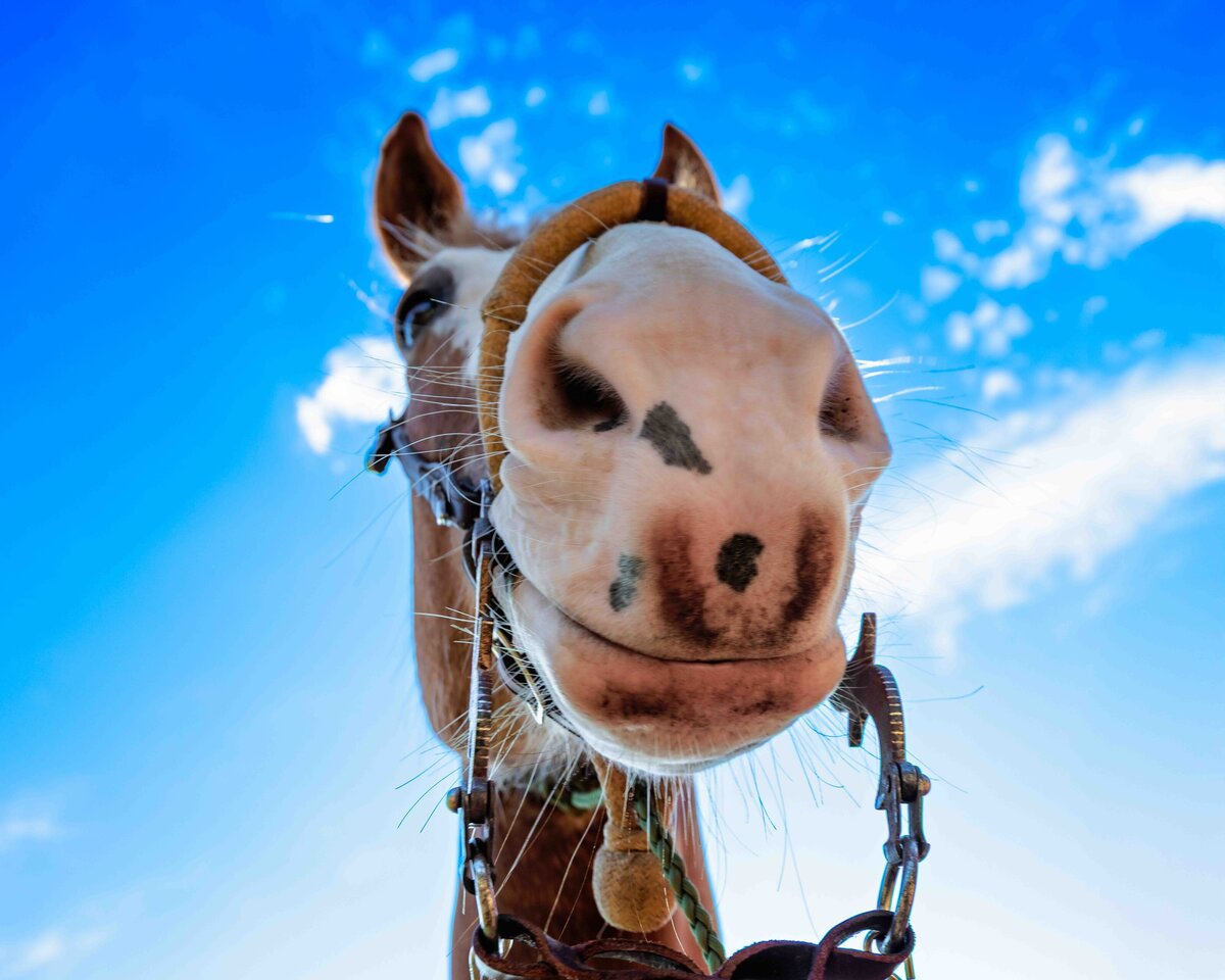 seattle-equine-photogrpaher-4