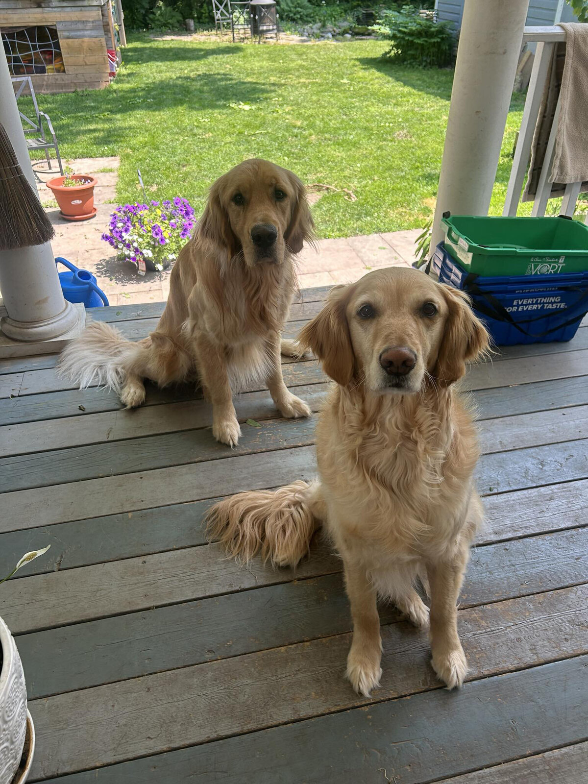 HamiltonTorontoDogWalker-004